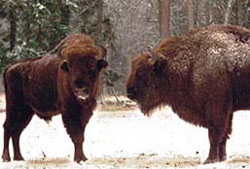 Bison in the National Park